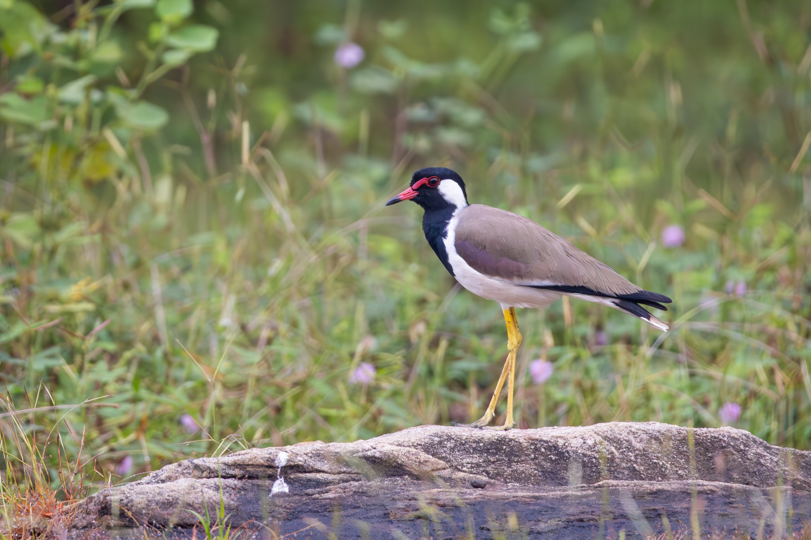image Red-wattled Lapwing